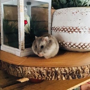 Meet your Posher, Alivia